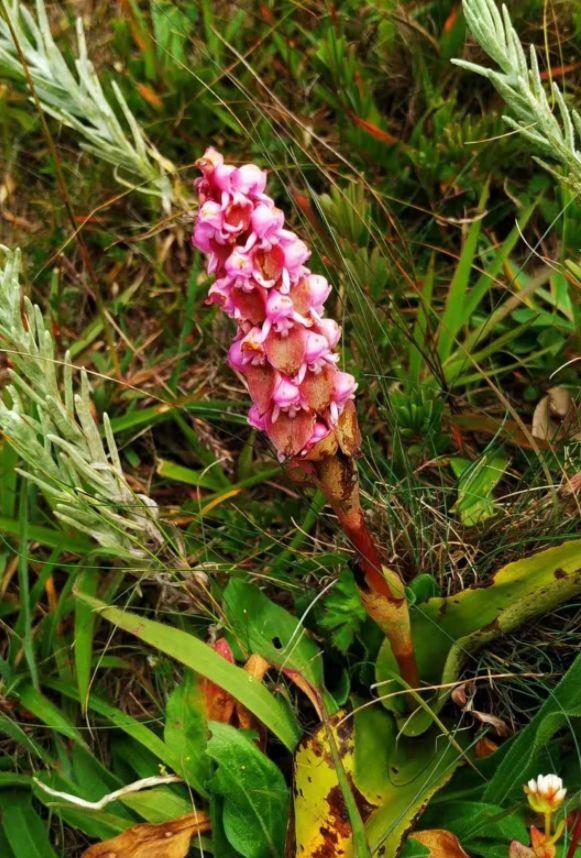 「诗词鉴赏」古诗词里的野花，正芬芳，惊艳了秋天