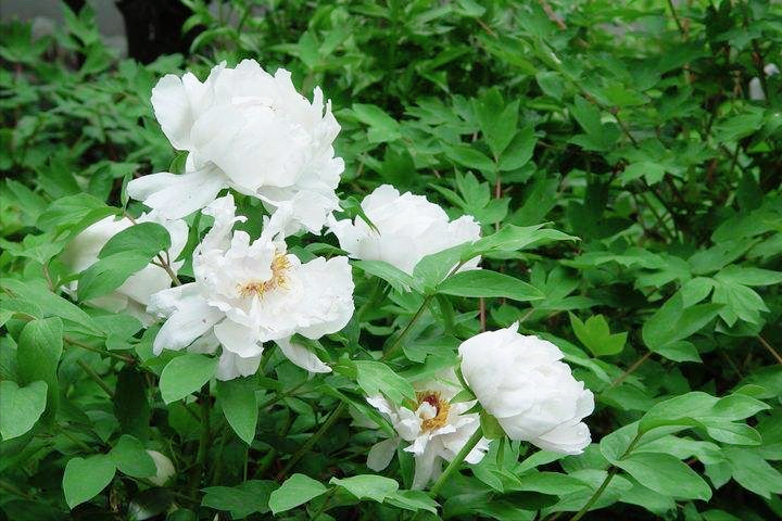 牡丹花诗词集锦大全（有关牡丹花的诗词）