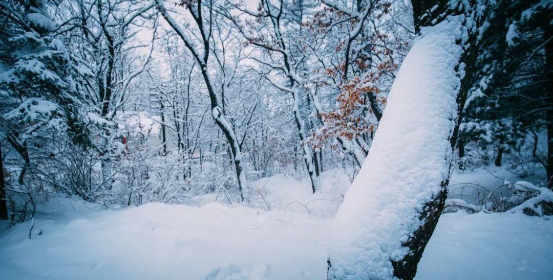 咏雪中的千古名句（关于咏雪的诗词）