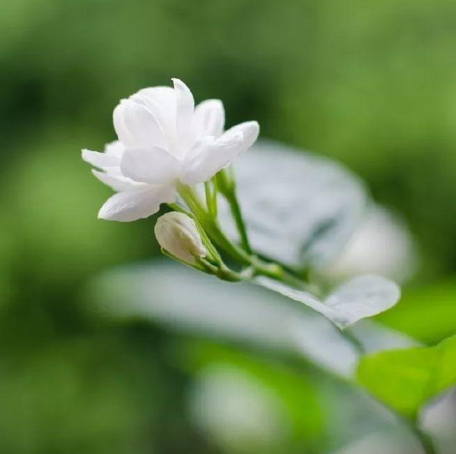 关于茉莉花的古诗有哪些（茉莉花 古诗鉴赏）