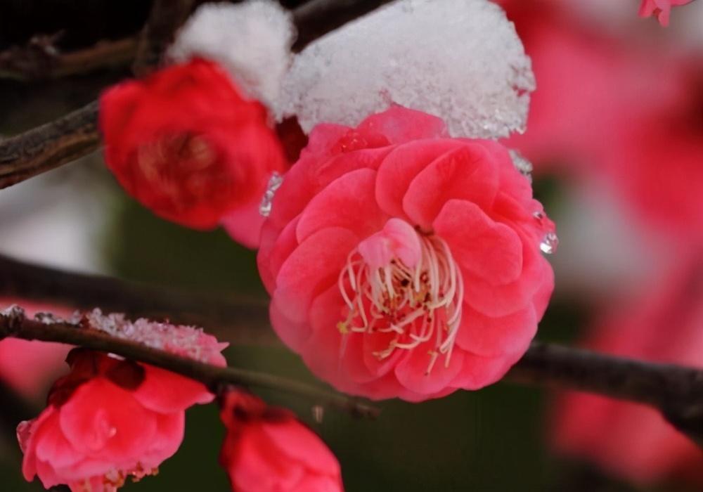 卢梅坡的雪梅二首古诗（卢梅坡两首雪梅诗赏析）