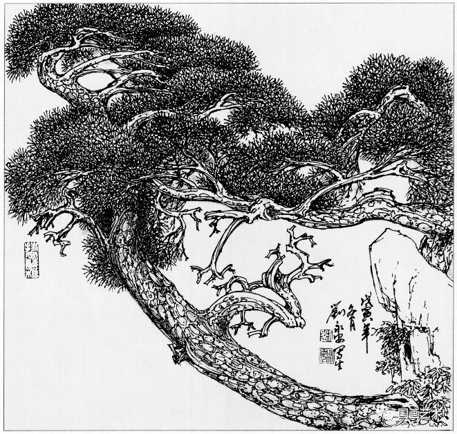 线描松树图片大全大图（松树的线描画图片）