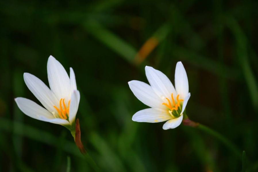 「诗词鉴赏」古诗词里的野花，正芬芳，惊艳了秋天