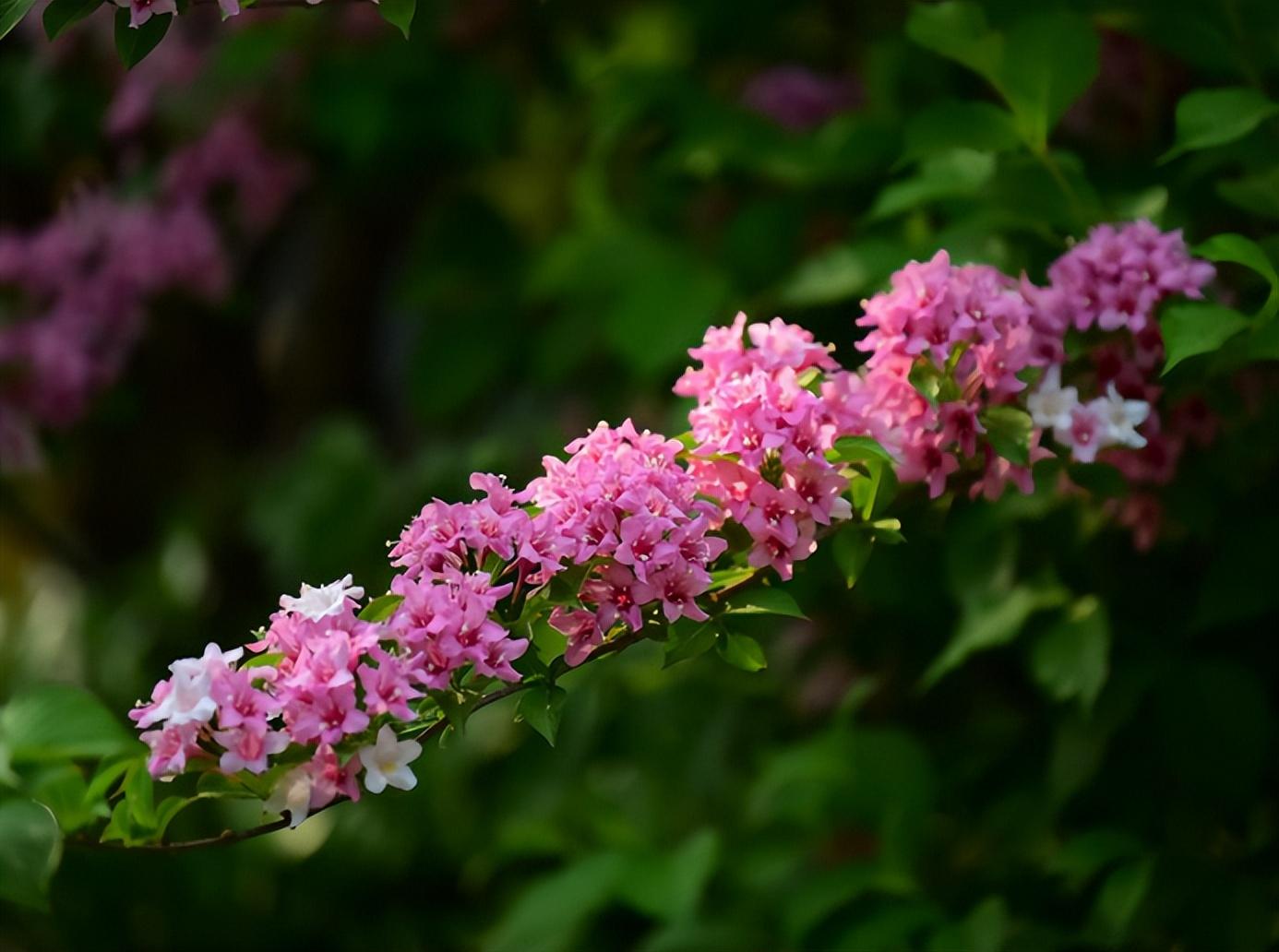 赞美锦带花的诗词（写锦带花的诗）