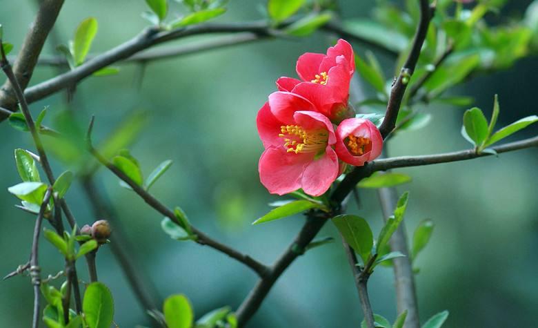 海棠花开时节诗句（海棠花离别诗句）