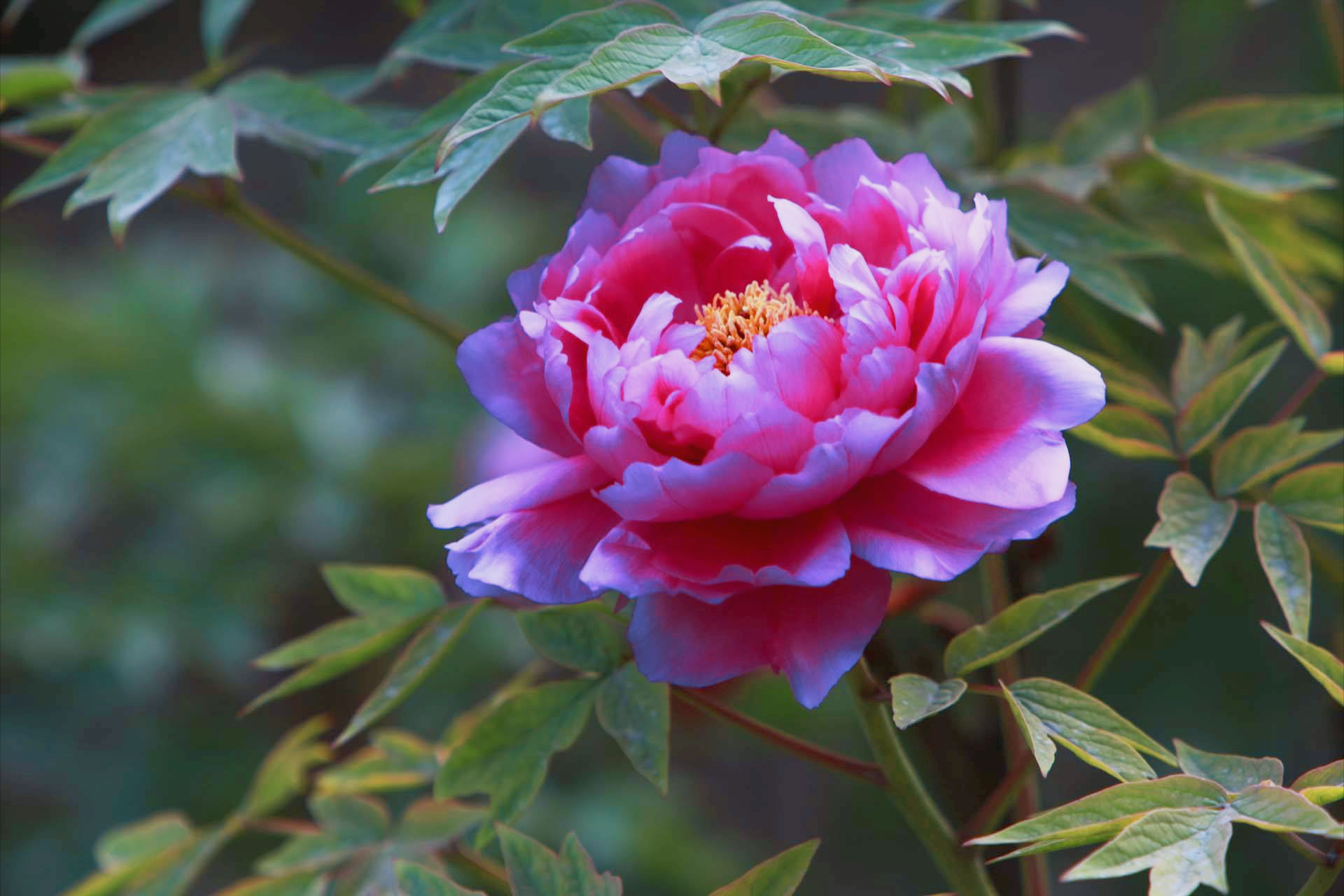 牡丹花诗词集锦大全（有关牡丹花的诗词）