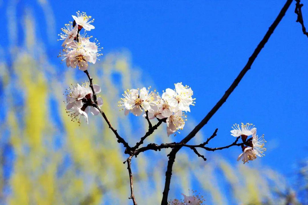 嫣红姹紫景色艳 子规一声啼春老（古风咏春六首）