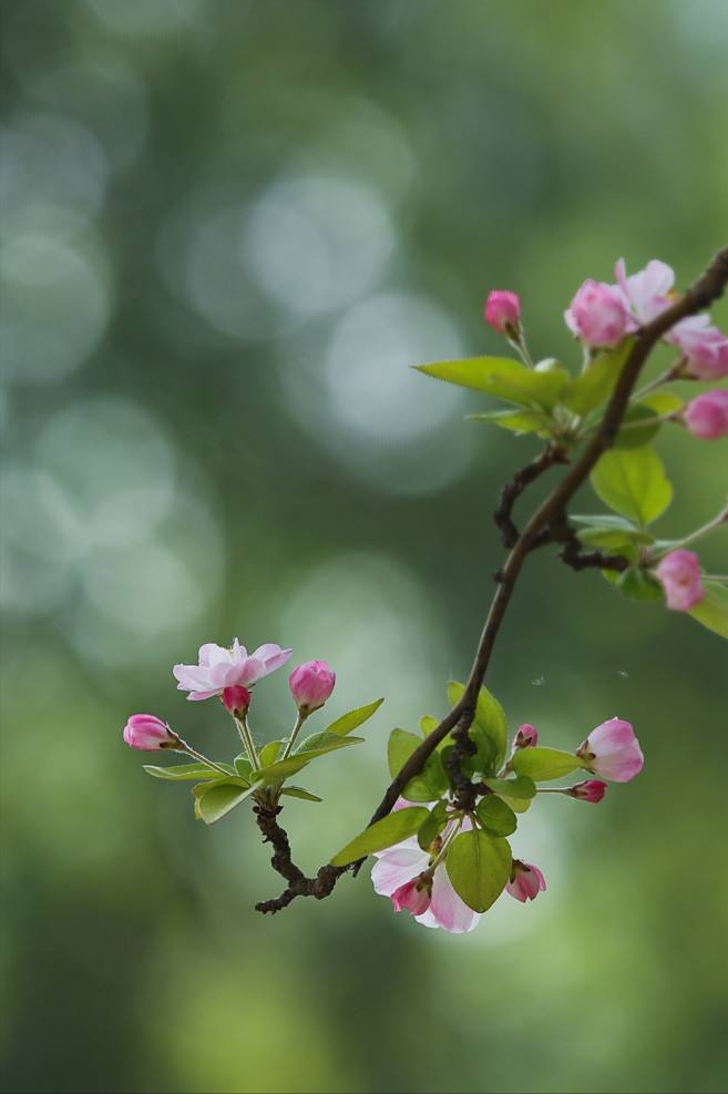 海棠花开时节诗句（海棠花离别诗句）