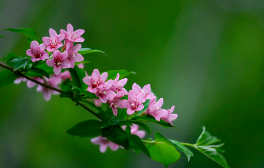 赞美锦带花的诗词（写锦带花的诗）