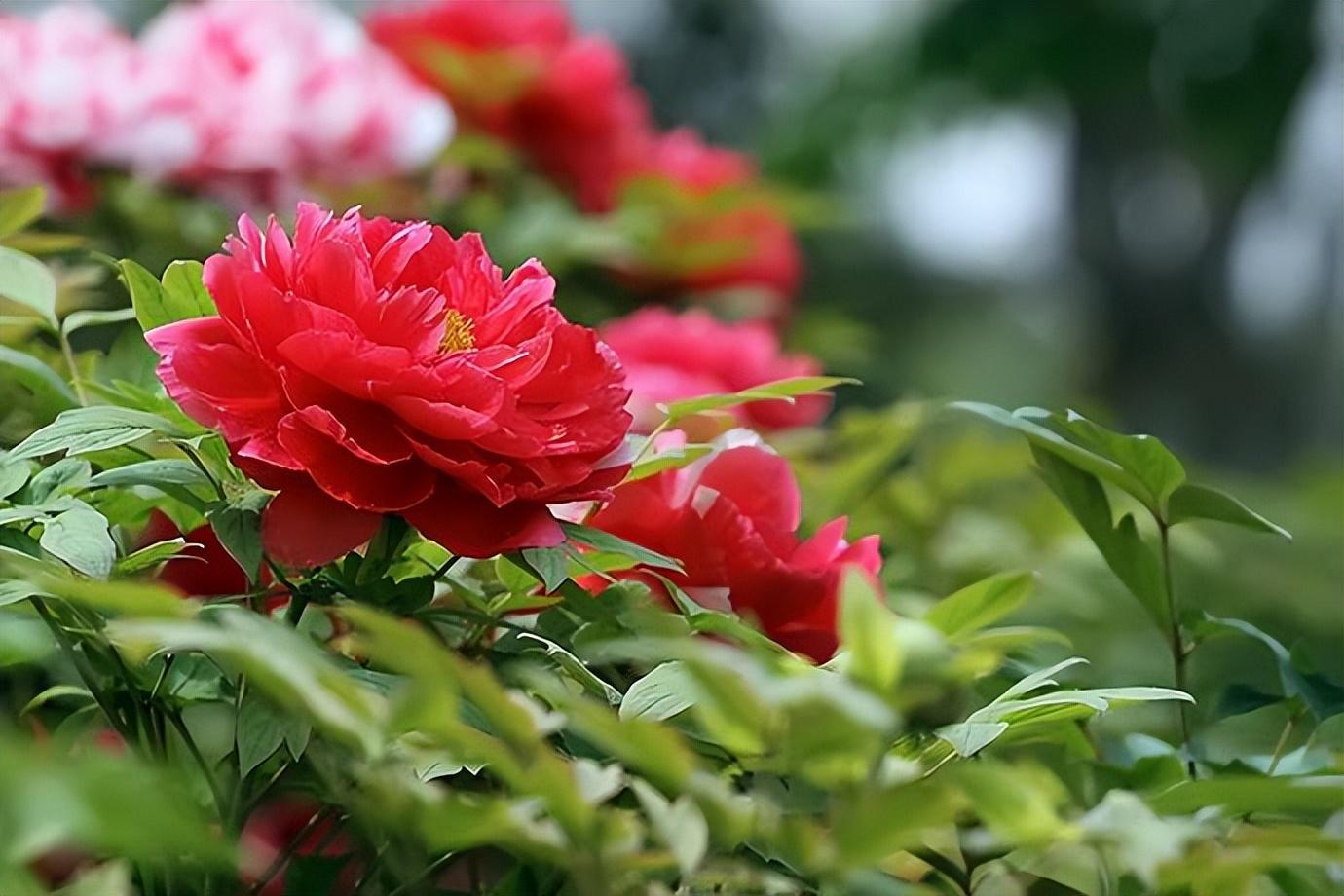 牡丹花诗词集锦大全（有关牡丹花的诗词）