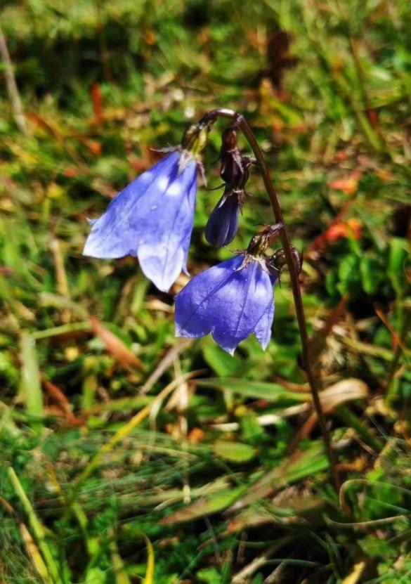 「诗词鉴赏」古诗词里的野花，正芬芳，惊艳了秋天