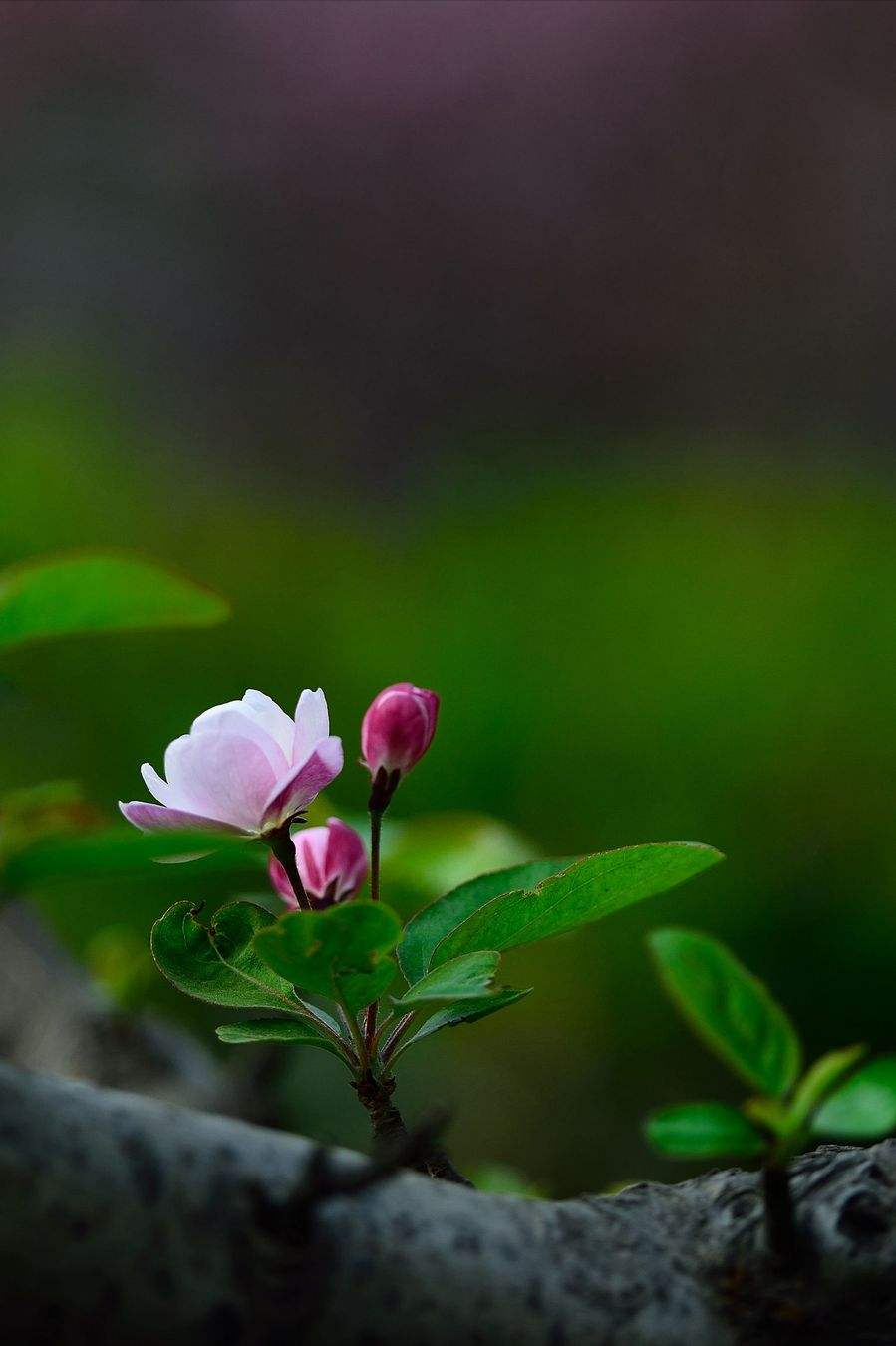 海棠花开时节诗句（海棠花离别诗句）