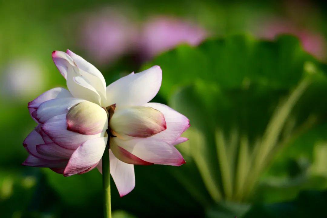 赞美并蒂莲花诗词（写并蒂莲的诗）