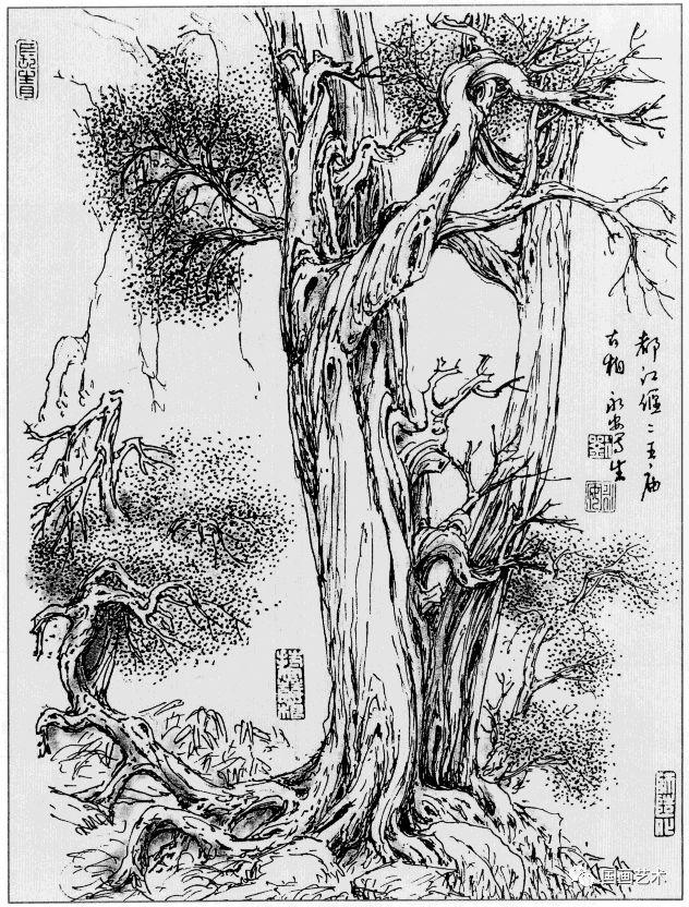 线描松树图片大全大图（松树的线描画图片）