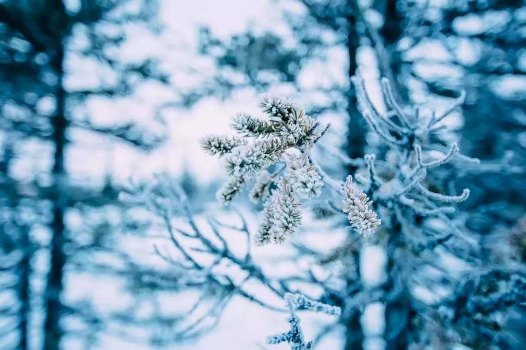 下雪很美的诗句（描写下雪的优美诗词）