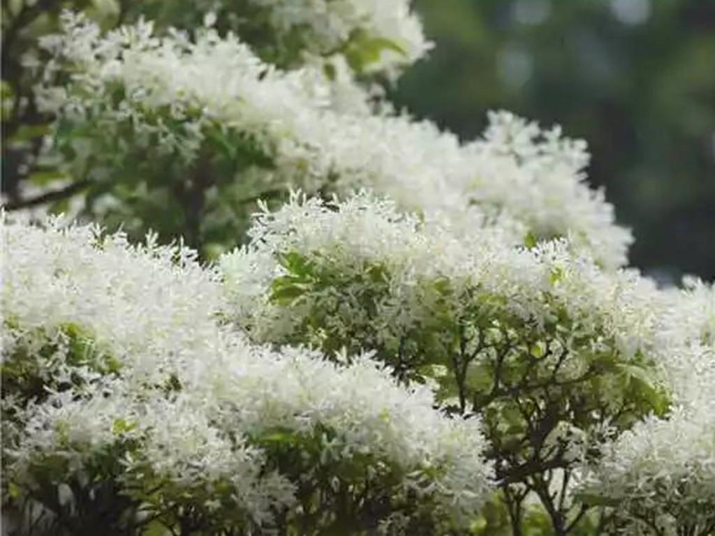 世间奇花异草，有的花开时如流苏万缕，有的如烟火绽放，美如梦境