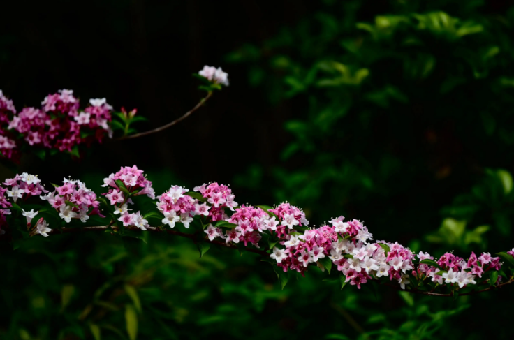 赞美锦带花的诗词（写锦带花的诗）