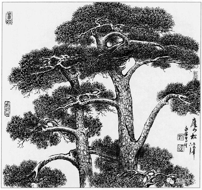 线描松树图片大全大图（松树的线描画图片）