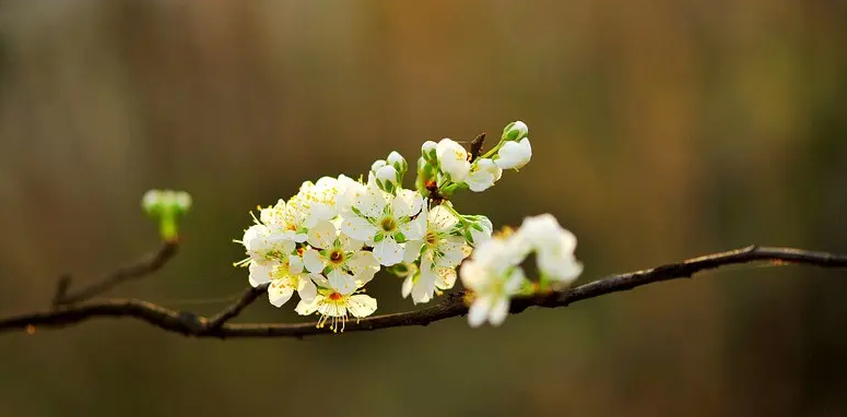 十二首棠梨花的诗词名句（有关棠梨花的诗句）