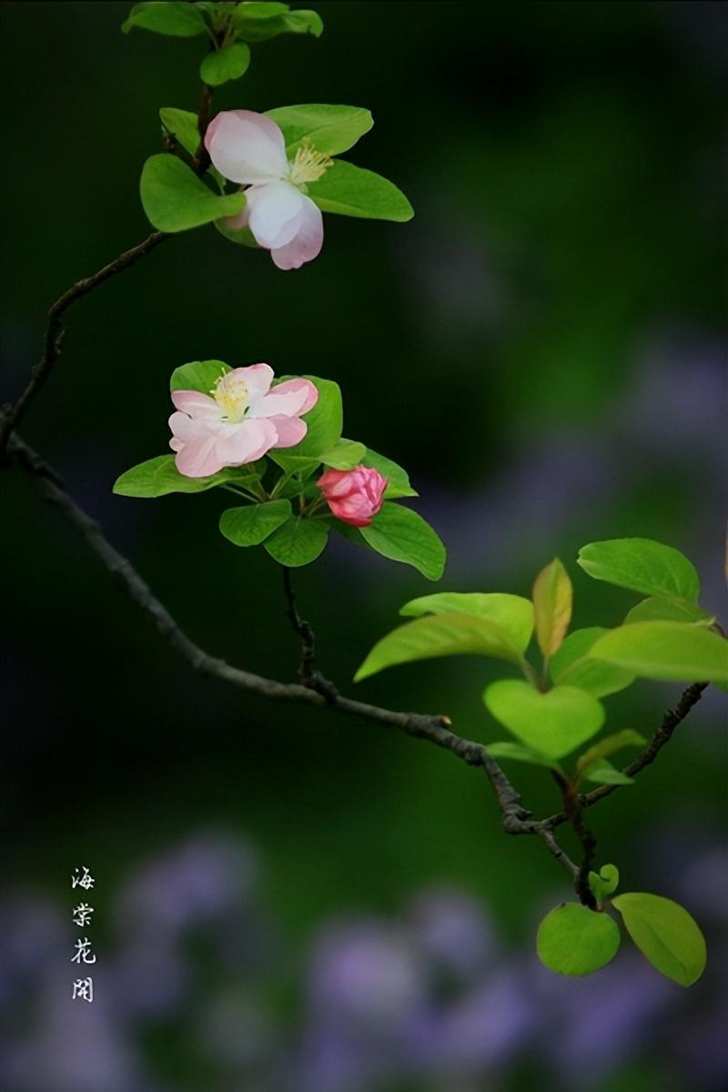 海棠花诗词大全（咏海棠花诗）