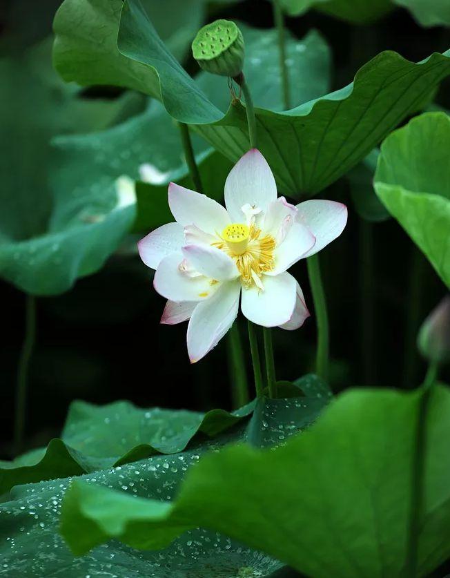 咏莲花的名句（关于莲花诗词名句）