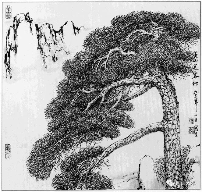 线描松树图片大全大图（松树的线描画图片）