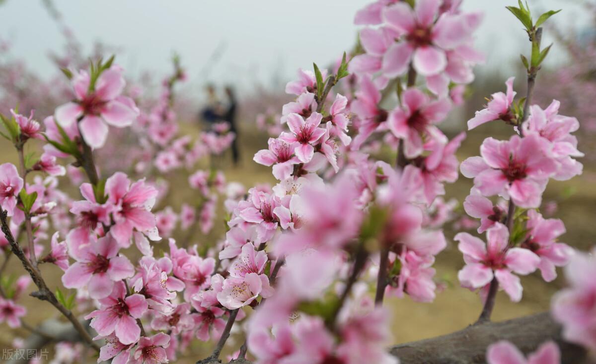 花语是生日快乐的花是什么花（生日花及花语）