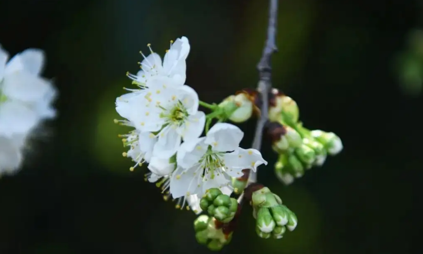 十二首棠梨花的诗词名句（有关棠梨花的诗句）