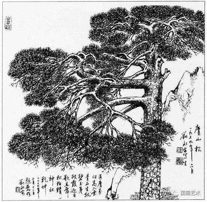 线描松树图片大全大图（松树的线描画图片）