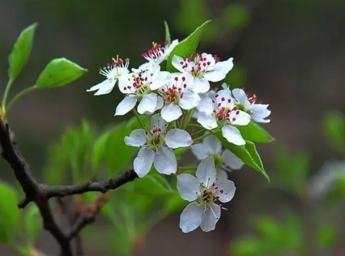 十二首棠梨花的诗词名句（有关棠梨花的诗句）