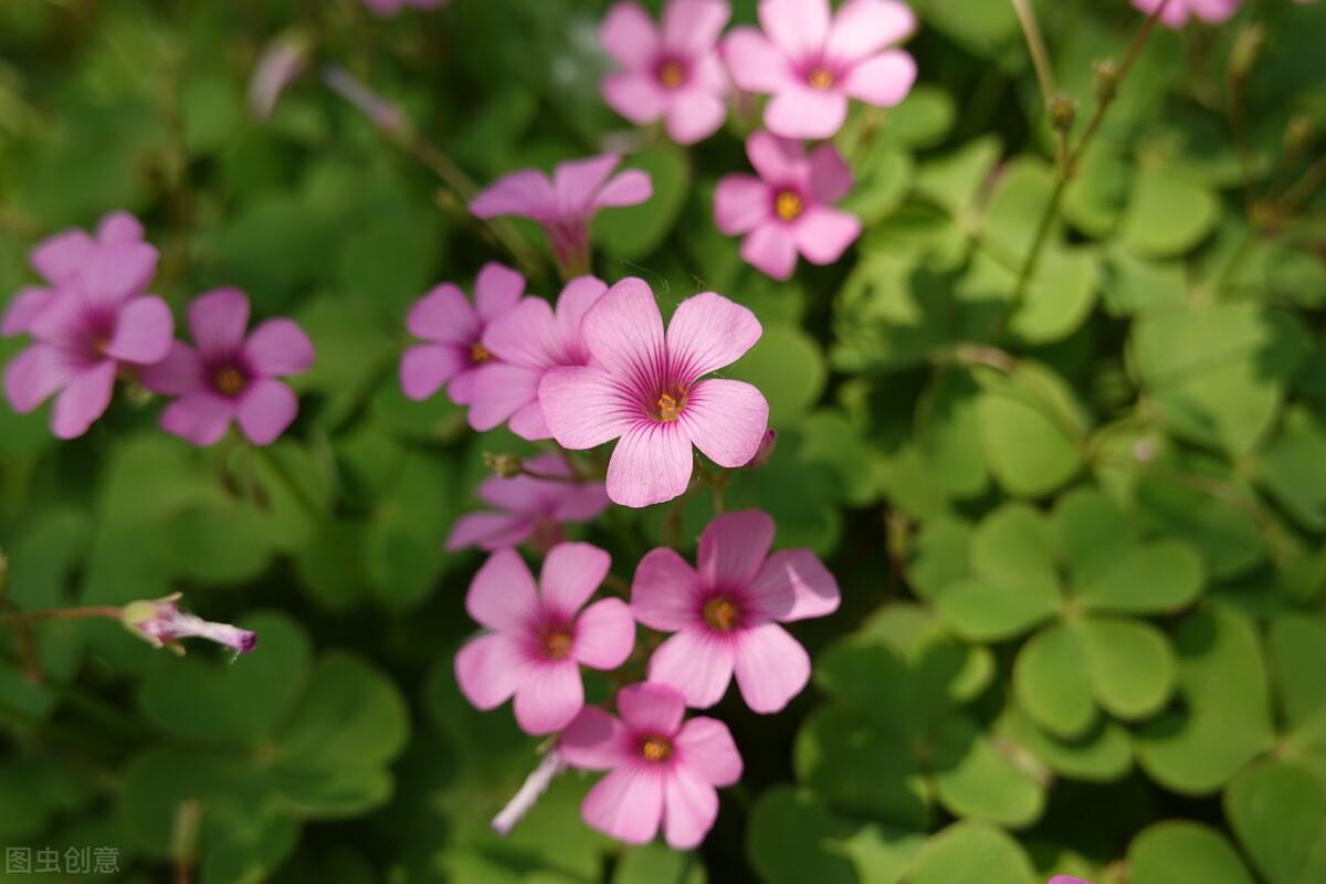 花语是生日快乐的花是什么花（生日花及花语）