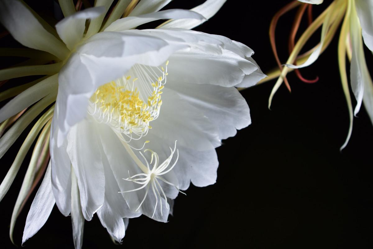 诗词·百花集：昙花一现，刹那芳华，惊艳岁月，瞬间永恒