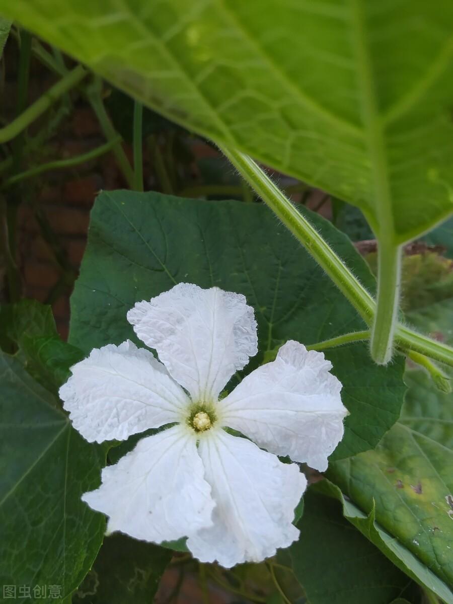 花语是生日快乐的花是什么花（生日花及花语）