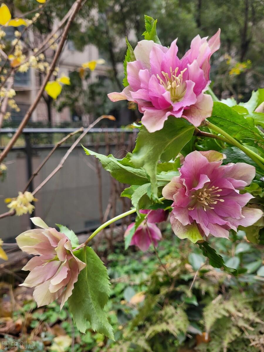 花语是生日快乐的花是什么花（生日花及花语）