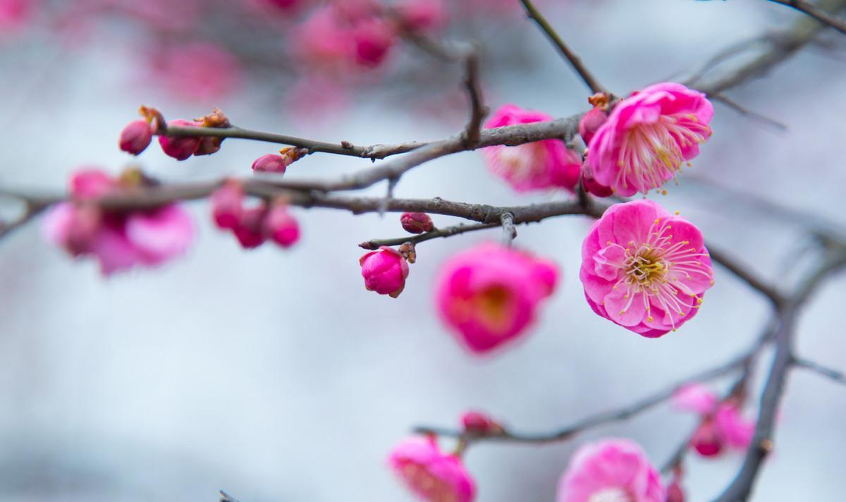 元旦新年读诗：古诗里的年年岁岁，可不止一句年年岁岁花相似