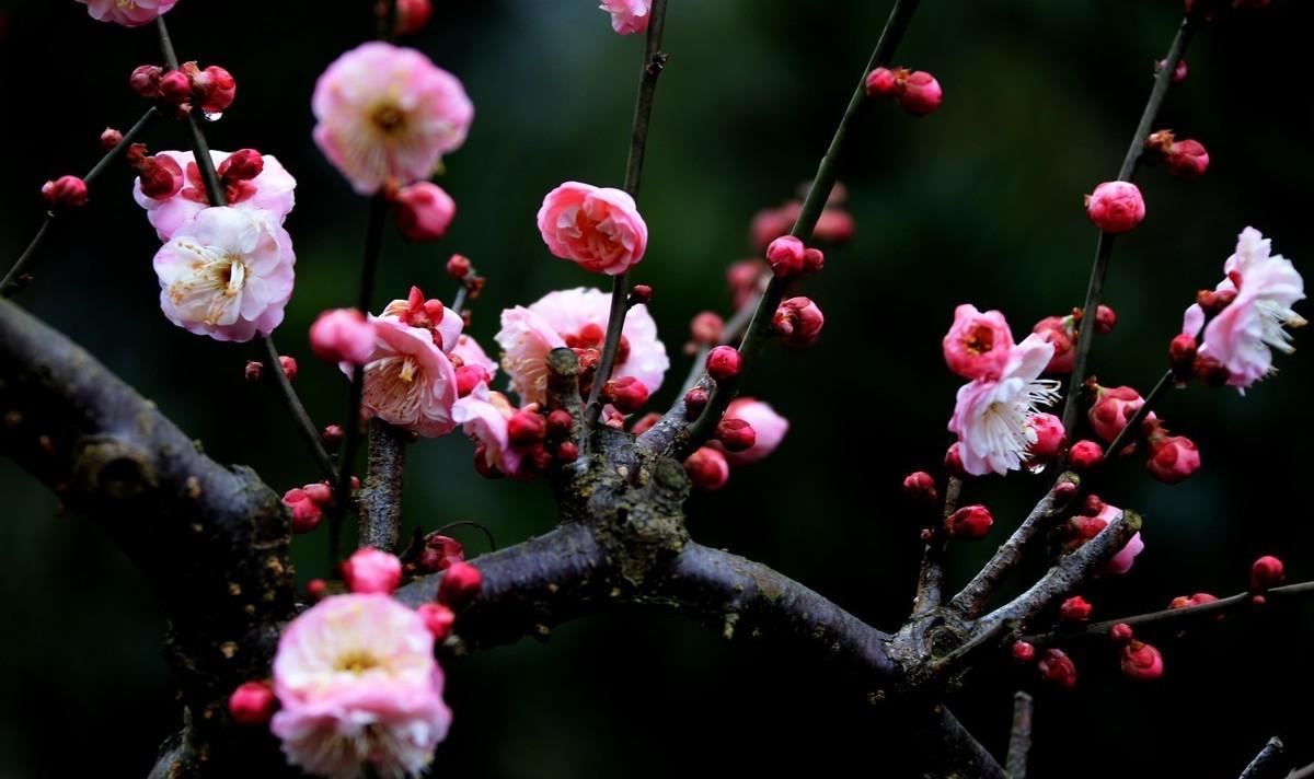 元旦新年读诗：古诗里的年年岁岁，可不止一句年年岁岁花相似