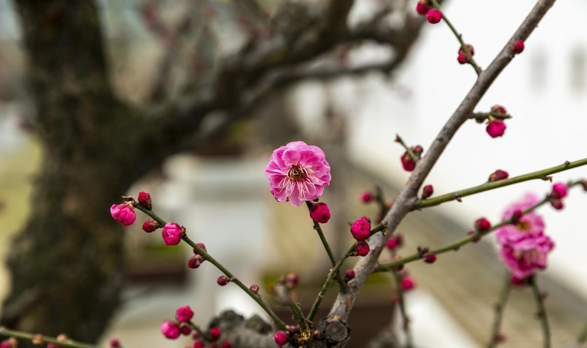 元旦新年读诗：古诗里的年年岁岁，可不止一句年年岁岁花相似