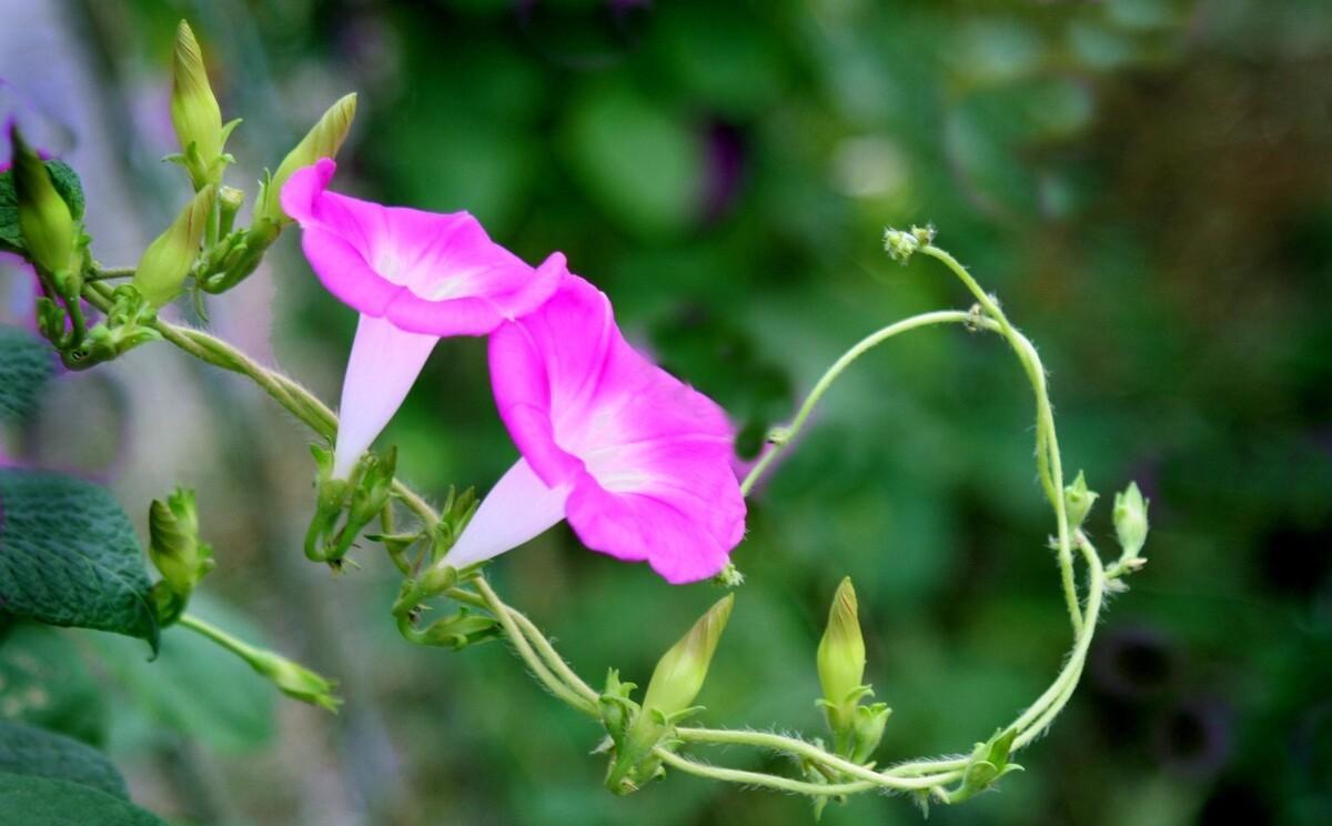 五月朝颜，牵牛花五首：名在星河上，花开晓露间，竹引牵牛花满街