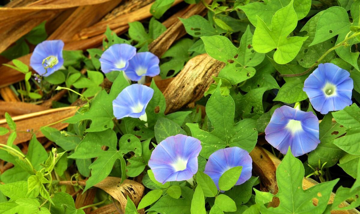 五月朝颜，牵牛花五首：名在星河上，花开晓露间，竹引牵牛花满街