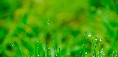 描写春花春草春风春雨的诗句（关于春风春雨春花的诗句）