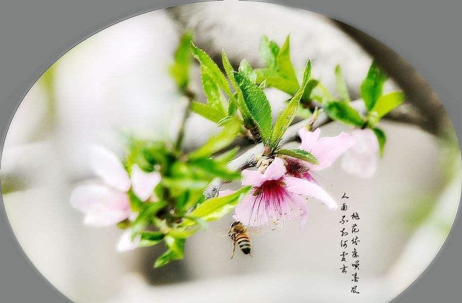 描写春花春草春风春雨的诗句（关于春风春雨春花的诗句）