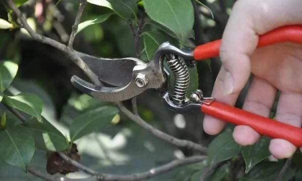 高温下如何呵护植物生长（怎样呵护植物）