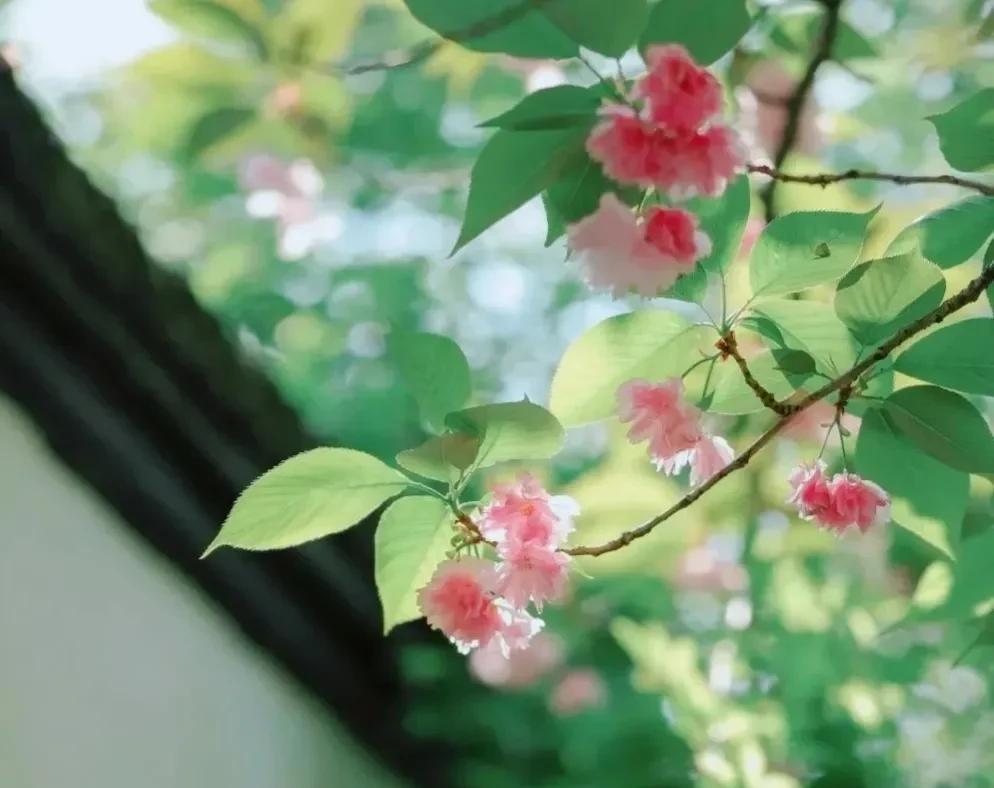 最美的雨,飘落在唐诗宋词的春天里（春雨中的美景诗句）