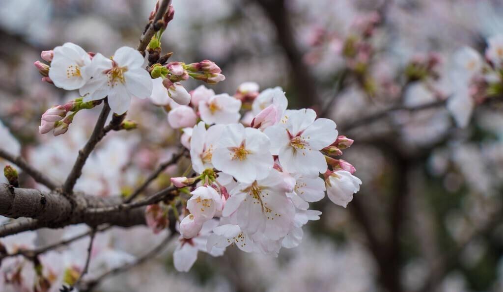 樱花古诗词鉴赏（樱花诗词集锦大全）