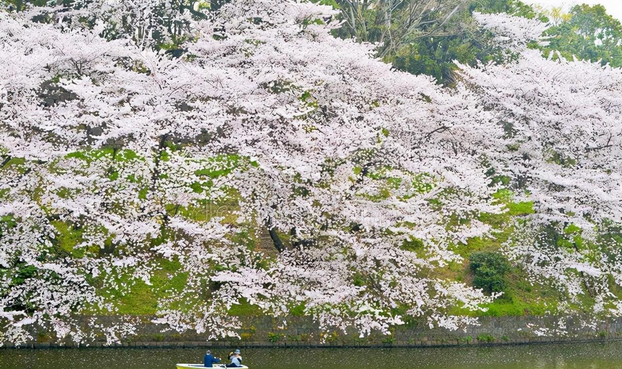 樱花古诗词鉴赏（樱花诗词集锦大全）