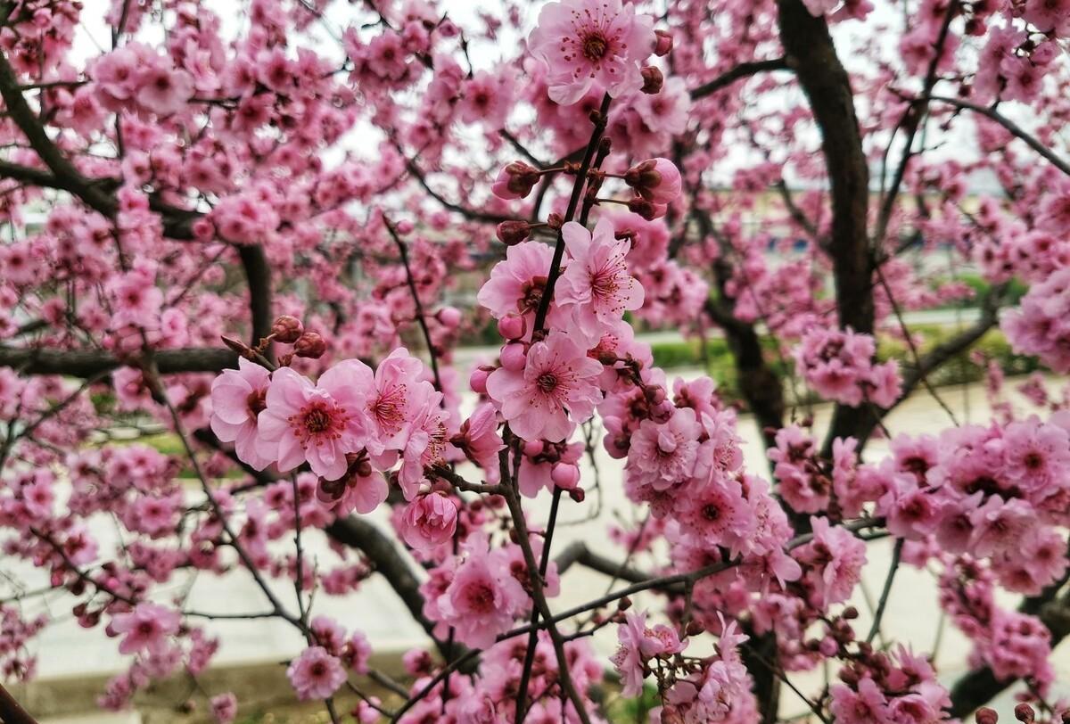 苏曼殊三首桃花诗赏读，一首明丽，一首大气，一首凄美动人