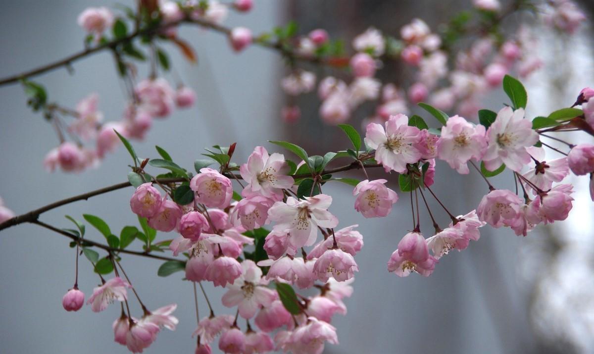 海棠花的唯美诗词（赞美海棠花最经典诗句）