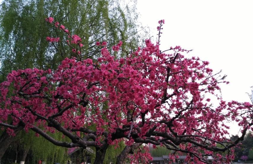 海棠花的唯美诗词（赞美海棠花最经典诗句）