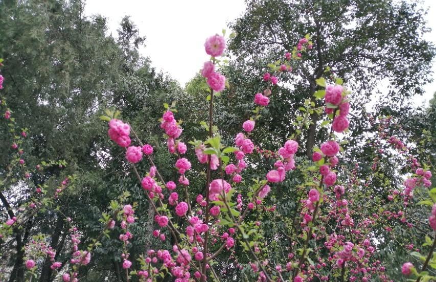 海棠花的唯美诗词（赞美海棠花最经典诗句）