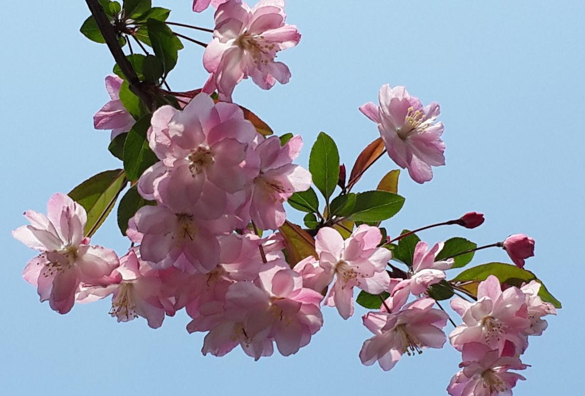 海棠花的唯美诗词（赞美海棠花最经典诗句）